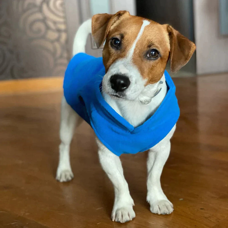 Roupinha para cães - Seu Bene Express